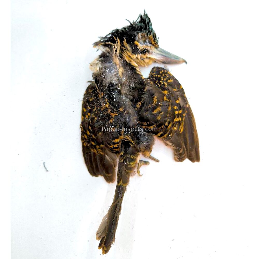 Hook-billed Kingfisher (Melidora macrorrhina) - salted skin from West Papua, Indonesia