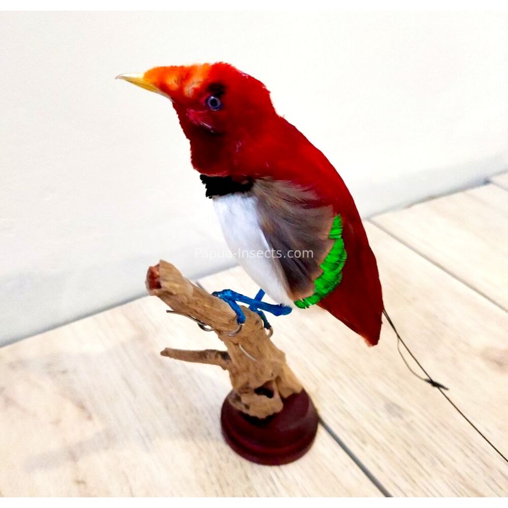 Mounted Cicinnurus regius - King bird of paradise male bird taxidermy from Merauke province, West Papua very RARE