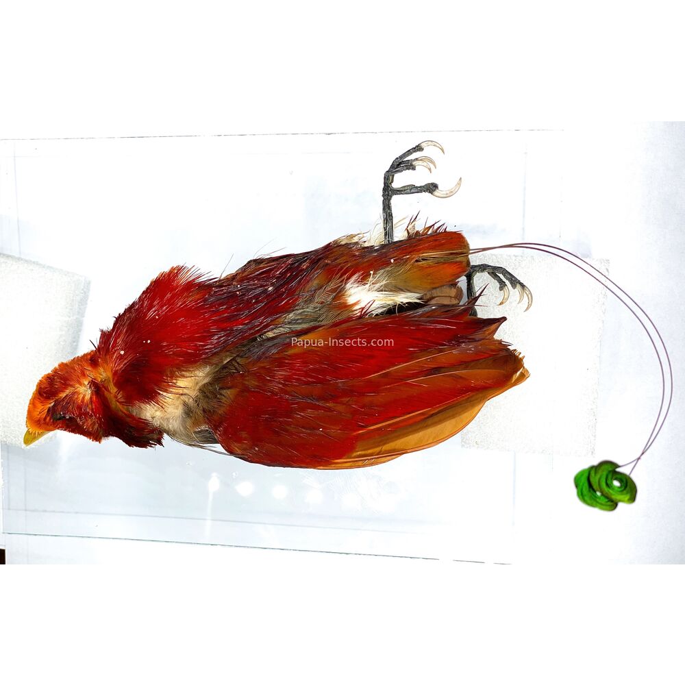 Cicinnurus regius - king bird-of-paradise male bird skin for taxidermy from Merauke province, West Papua of Indonesia