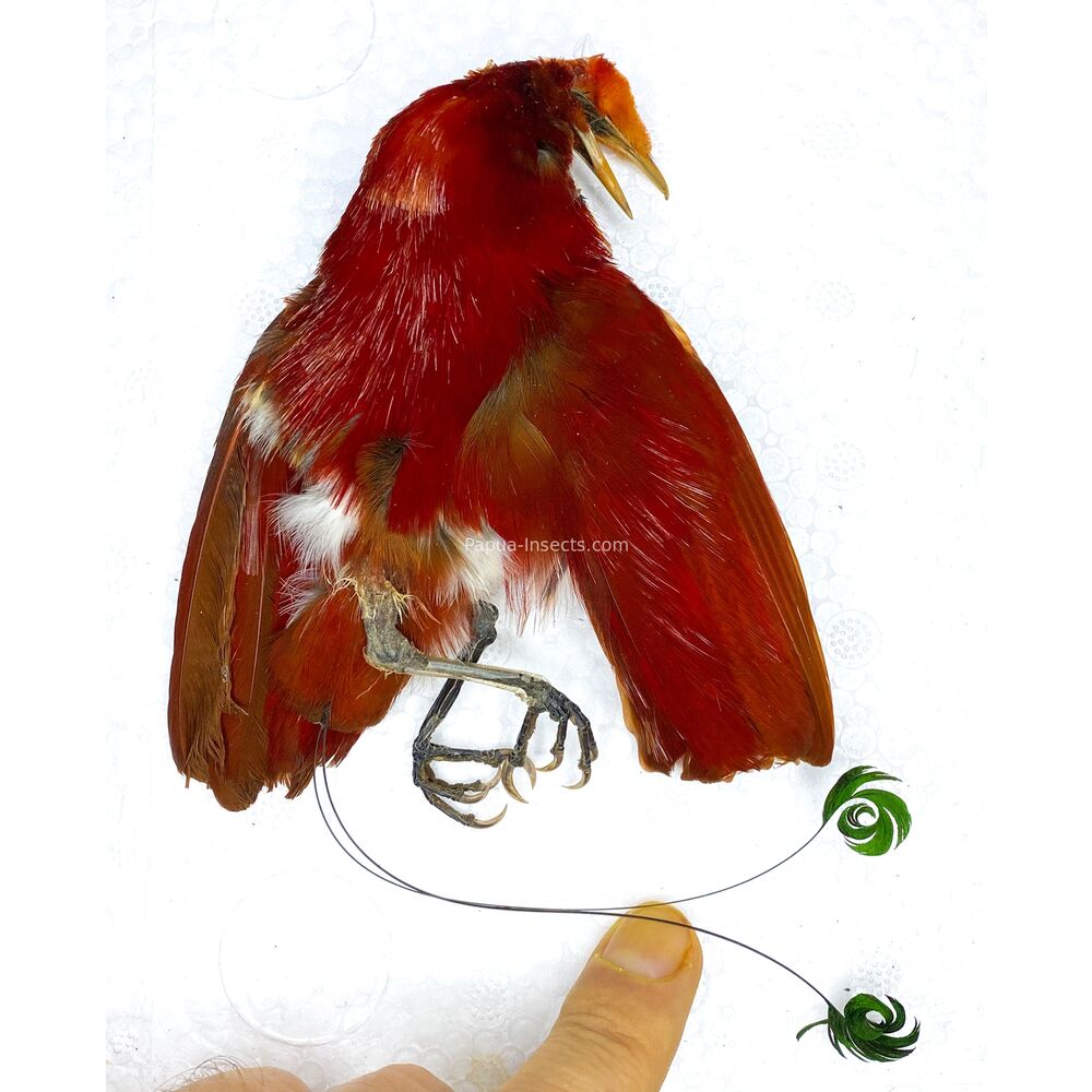 Cicinnurus regius - king bird-of-paradise male bird skin for taxidermy from Merauke province, West Papua of Indonesia