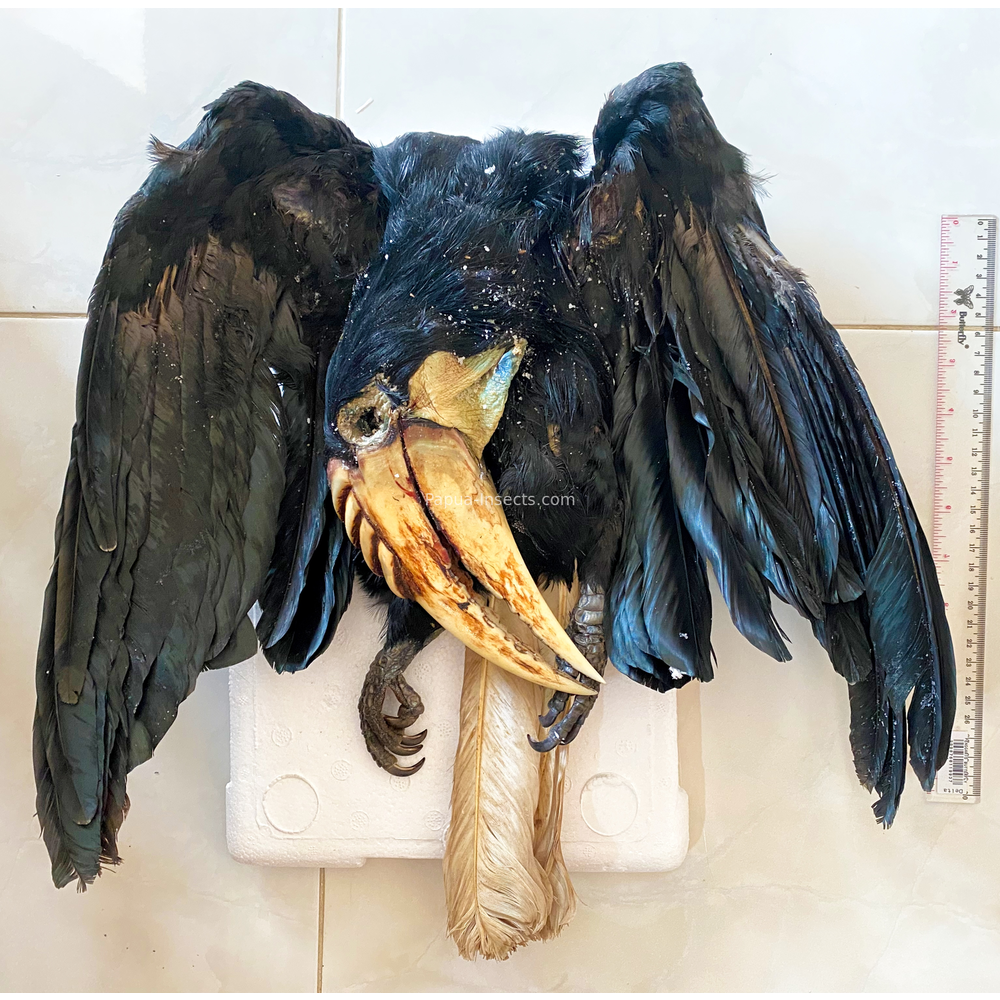 Rhyticeros plicatus - Blyth's hornbill - West Papua