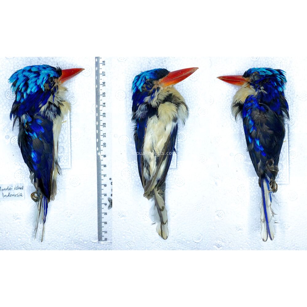 Tanysiptera galatea - Paradise-Kingfisher salted skin from West Papua Indonesia RARE