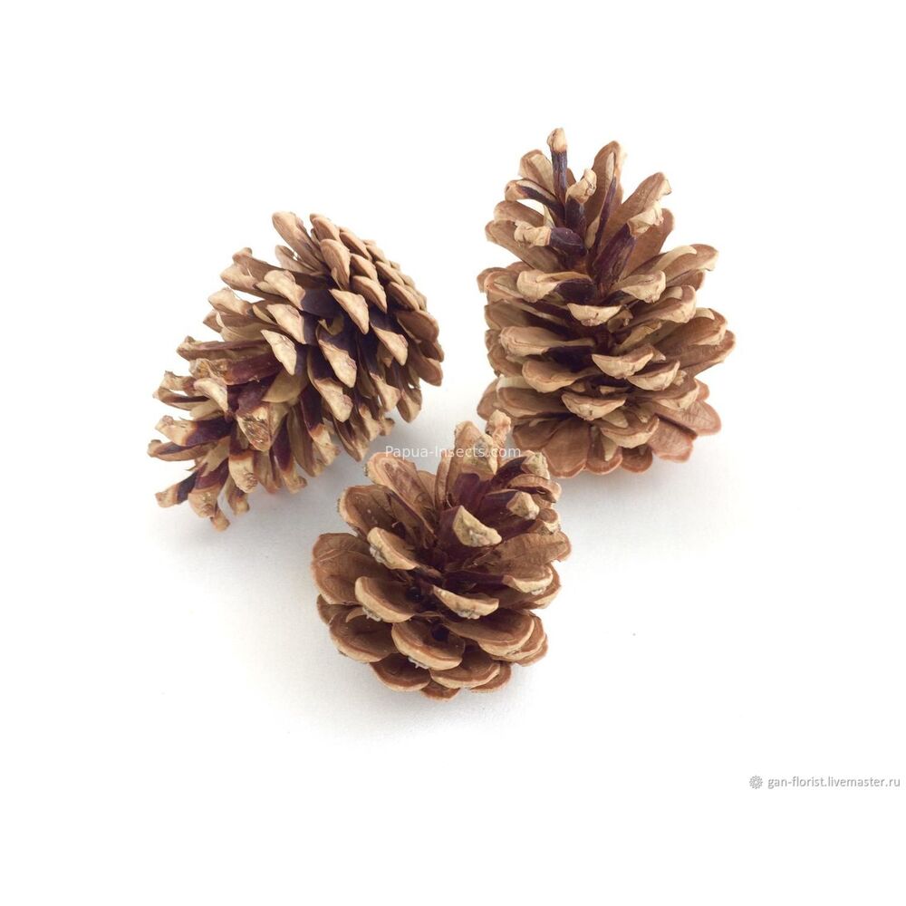 Pine cones