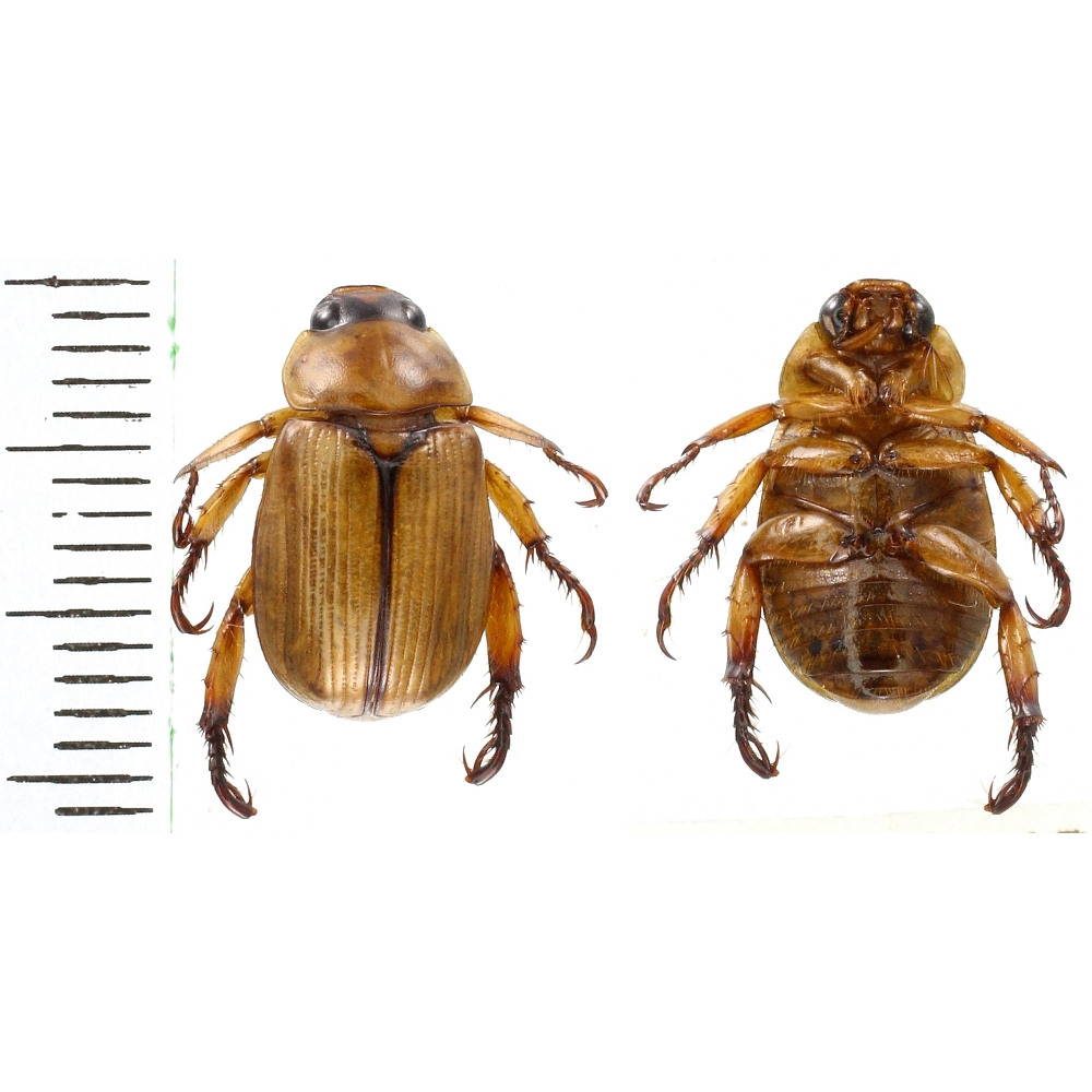 Rutelinae sp.