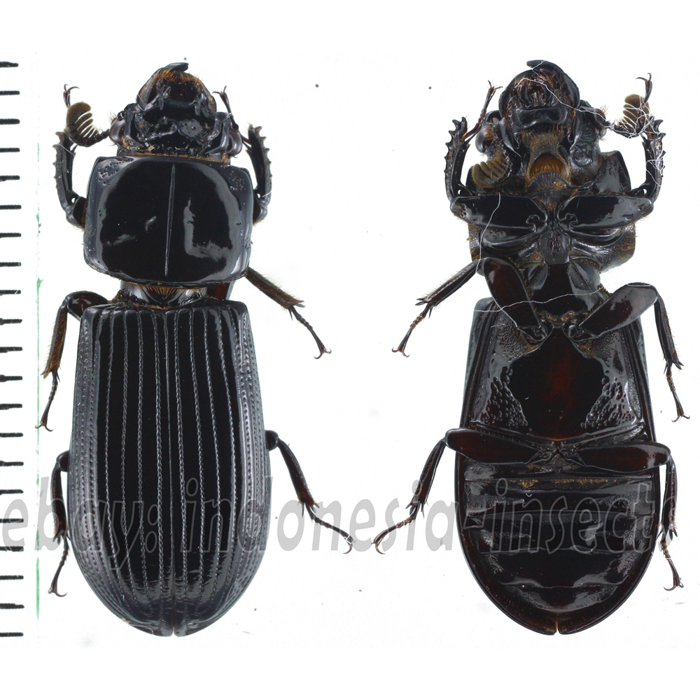 Passalidae sp.