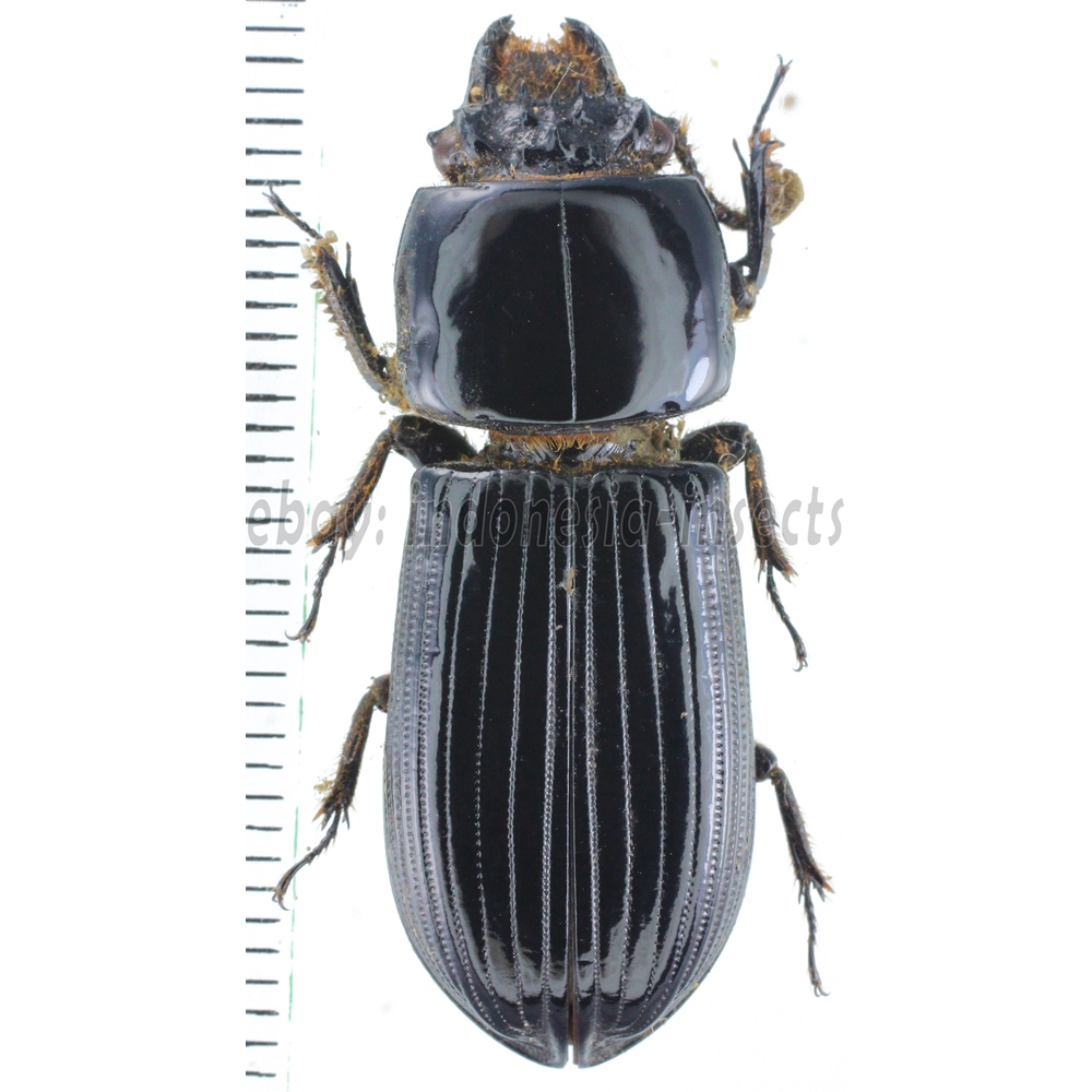 Passalidae sp.